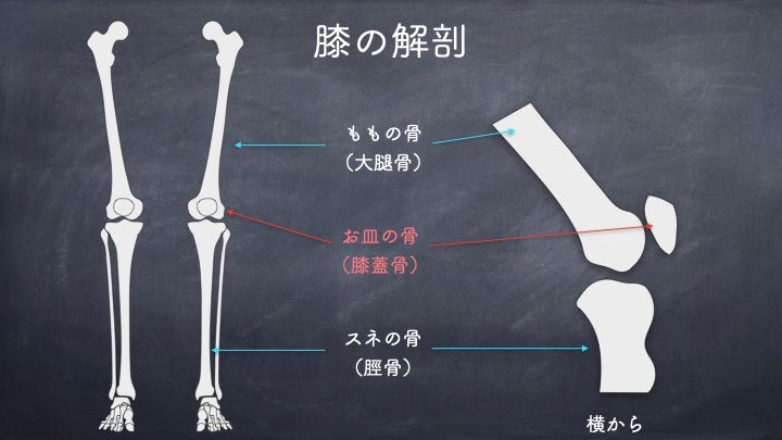 膝の解剖　膝蓋骨